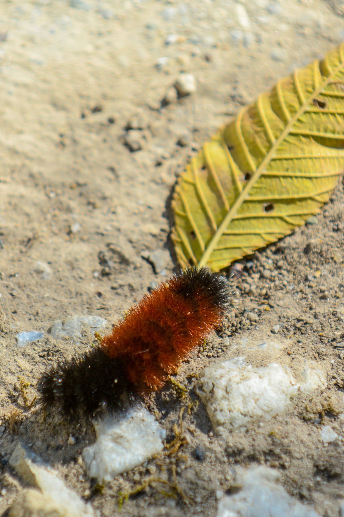 Do Woolly Worms Turn Into Anything at Clifton Morrison blog