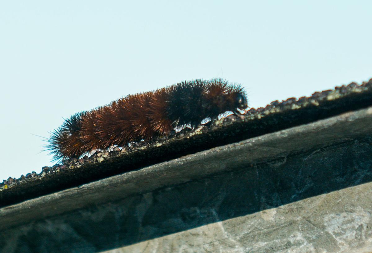 Woolly worms take over Walton residence Local News