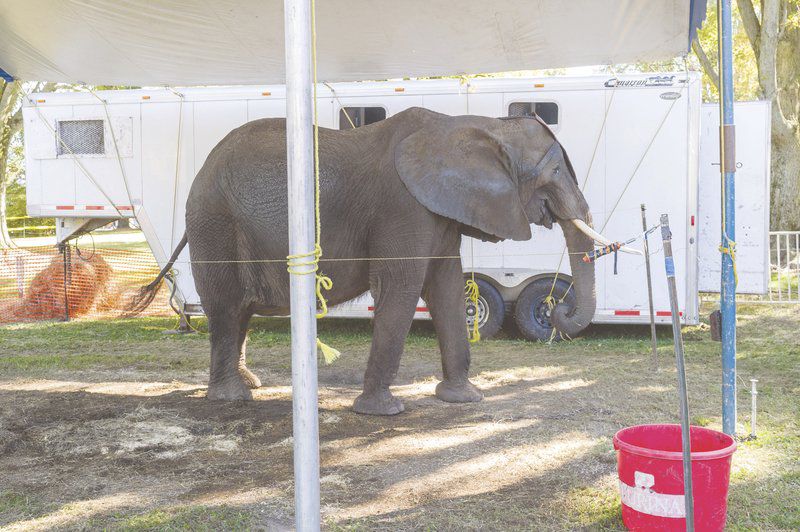 Protests surround the use of circus elephant at Kewanna Fall Festival