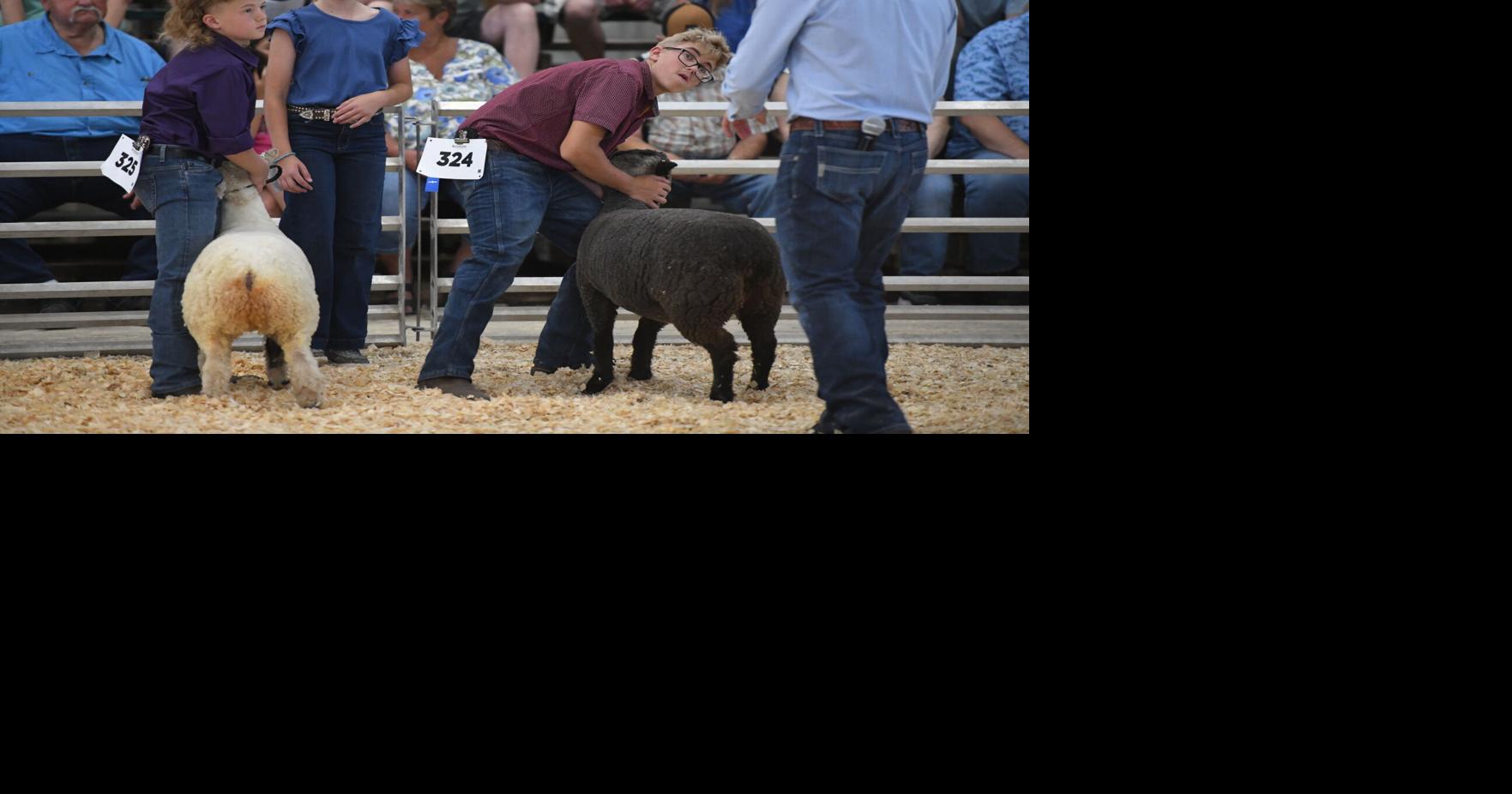 Cass County 4-H sheep show competitors thankful for family memories