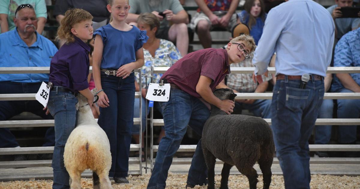 Cass County 4-H sheep show competitors thankful for family memories