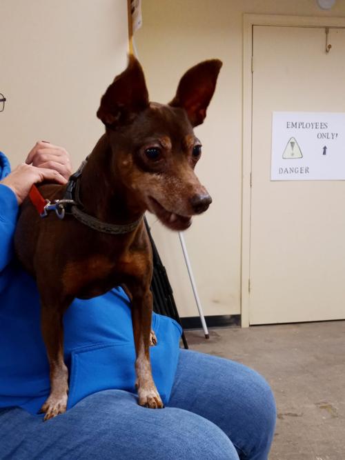 Pet of the Week: Scooby the dog
