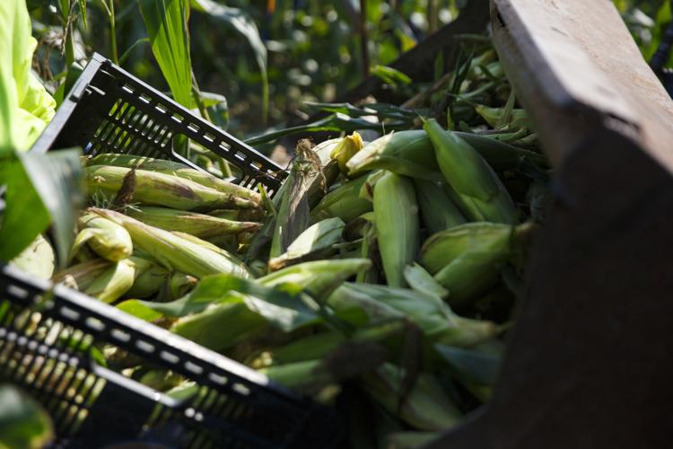 A Virginia food bank and a farmer cultivate an innovative alliance
