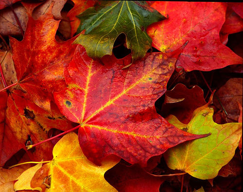 Did you know: Facts about leaves | The Learning Key | phillytrib.com