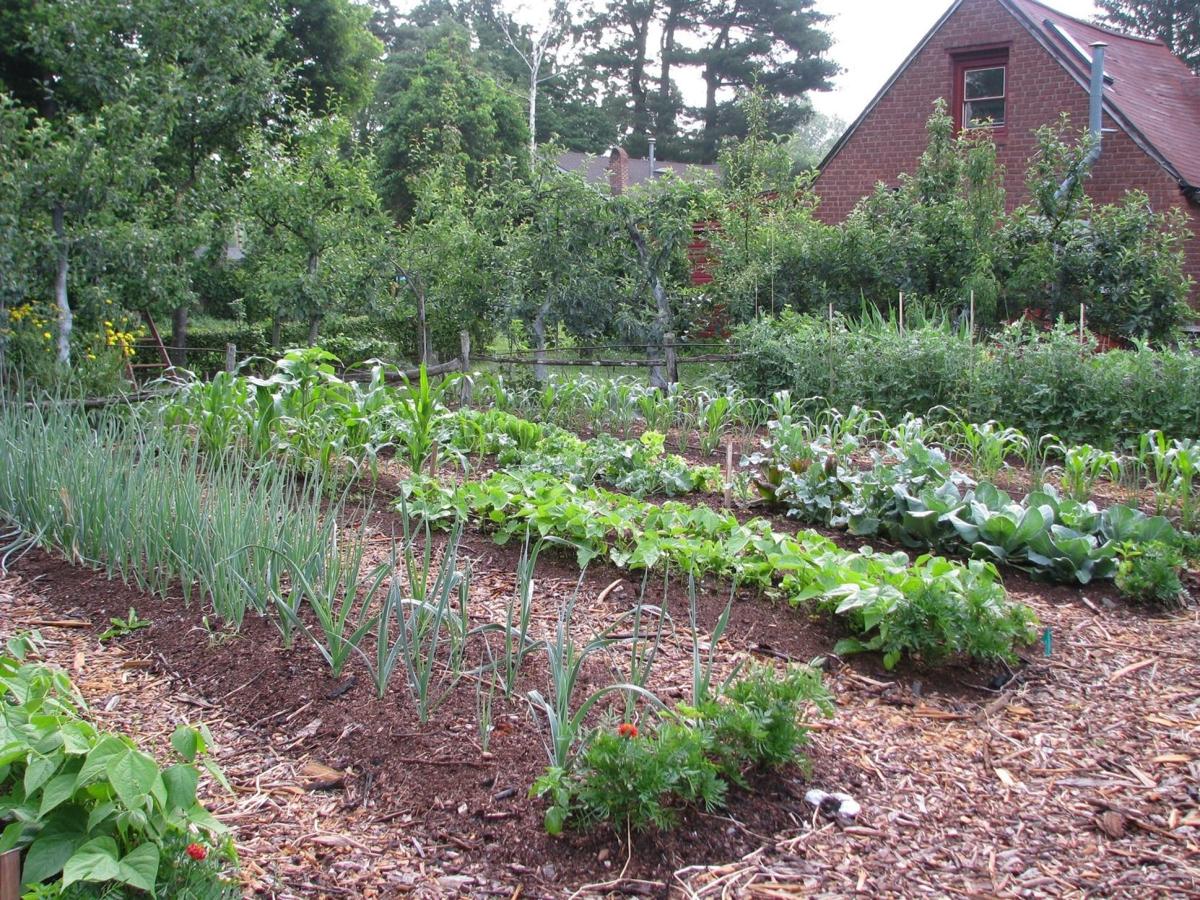 Starting A Vegetable Garden The Basics Lifestyle Phillytrib Com