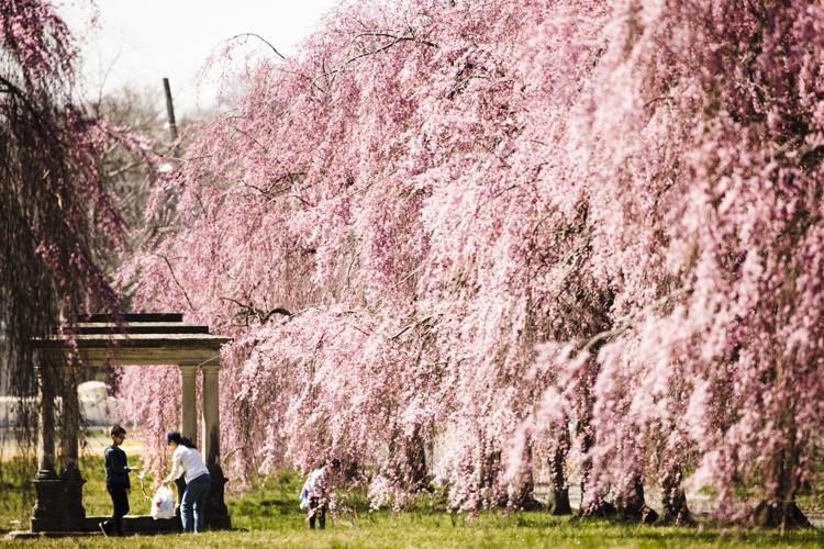 A colorful weekend escape to the National Cherry Blossom Festival - WHYY