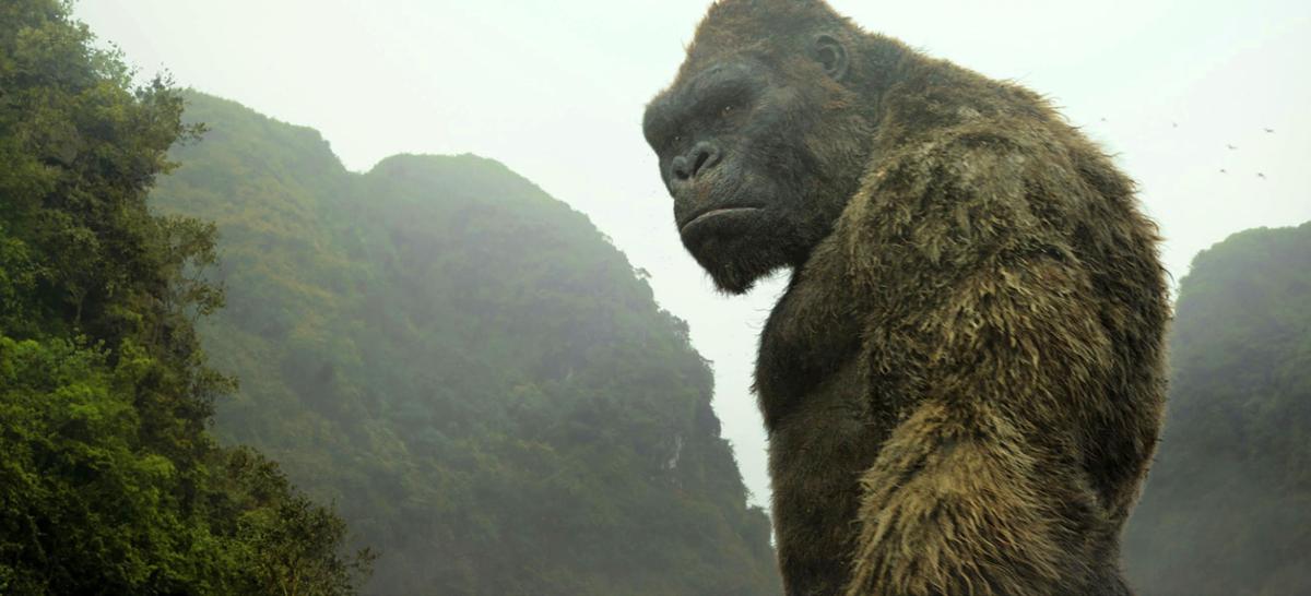 Kong Offspring Has Loads Of Chest Pounding Action Entertainment 