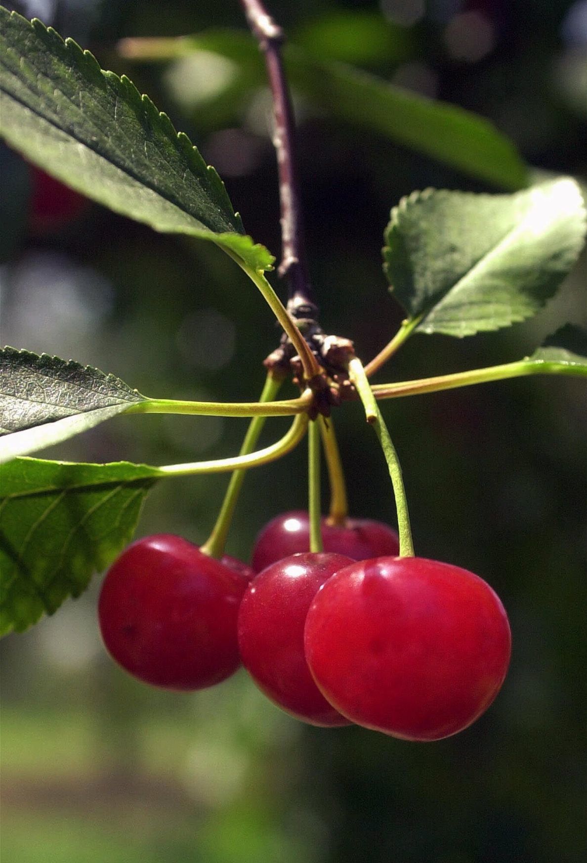 From sweet to tart, cherries you can grow | Lifestyle ...