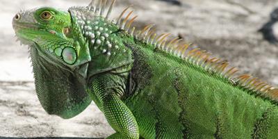 Green Iguana Crisis Overwhelming Cayman Islands