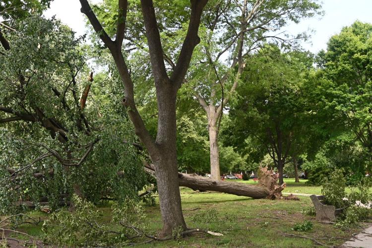 Hundreds of trees were uprooted in Philly area during storm. Many ...