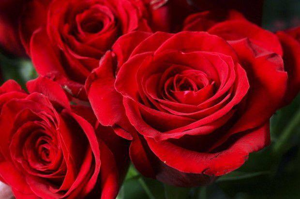 Did You Know: Interesting Facts About Roses | The Learning Key ...