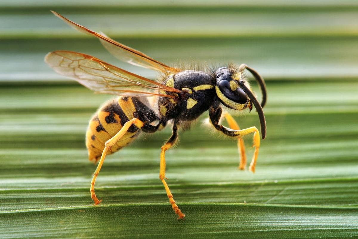 Getting To Know The Wasps In The Yard Lifestyle