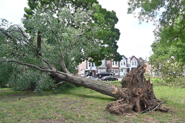 Hundreds of trees were uprooted in Philly area during storm. Many ...