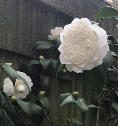 Thanks To Plant Breeders Camellia Moves Farther North Lifestyle Phillytrib Com