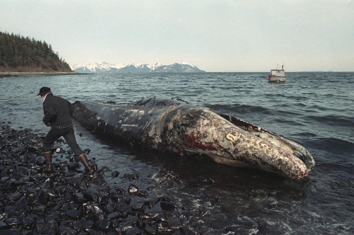 PHOTOS: Exxon Valdez oil spill inflicted lasting wounds | Multimedia | phillytrib.com