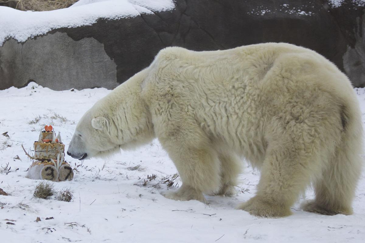 Philly zoo celebrates polar bear's milestone News