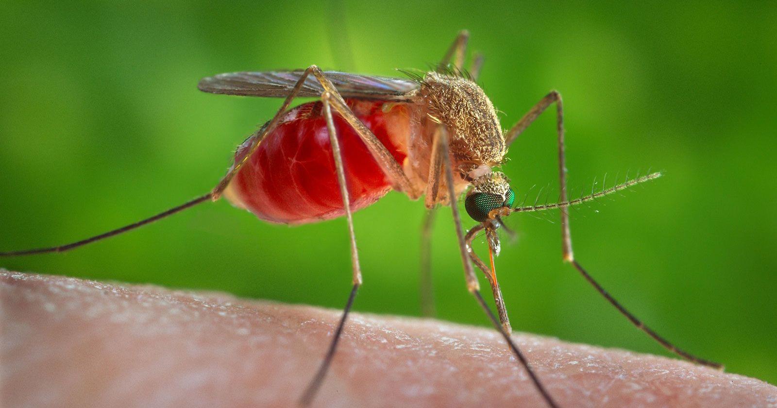 In the US, West Nile virus is leading cause of viral disease spread by insects, CDC study says - Vimarsana News