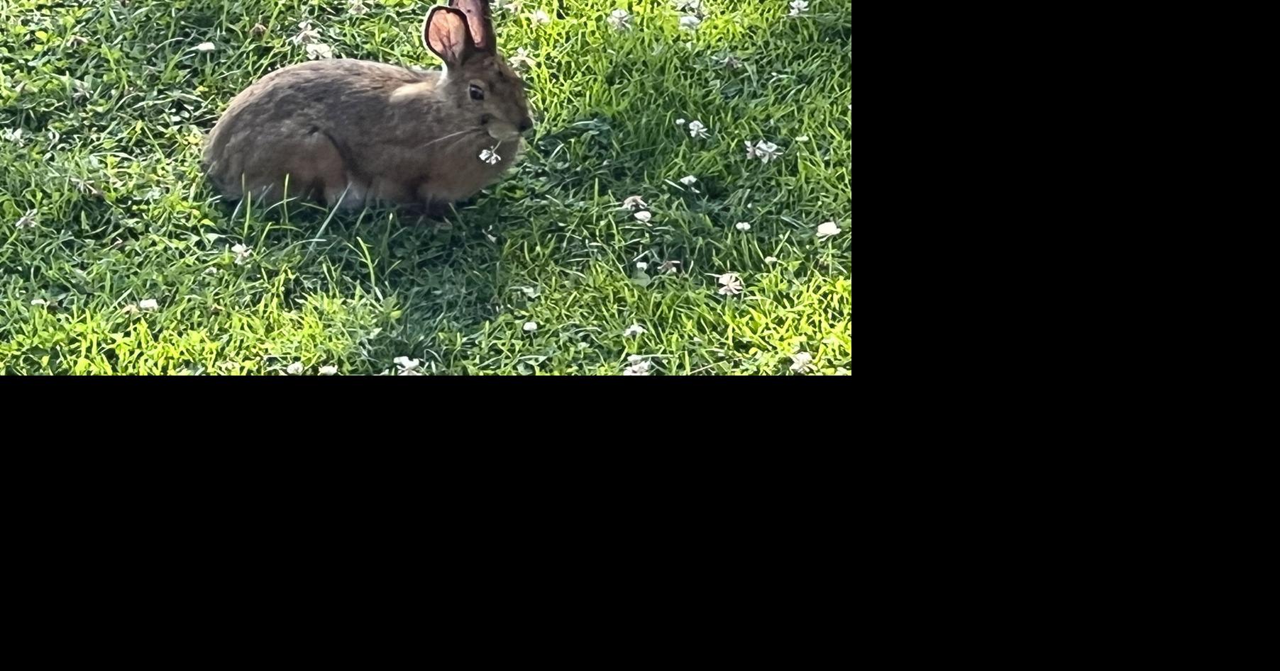 Swamp Rabbit (Mammals of Virginia, Maryland, and the Carolinas