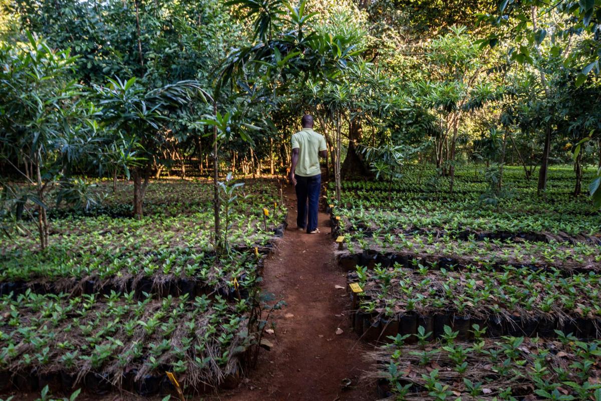 Mozambique Experiment Coffee And Conservation News Phillytrib Com