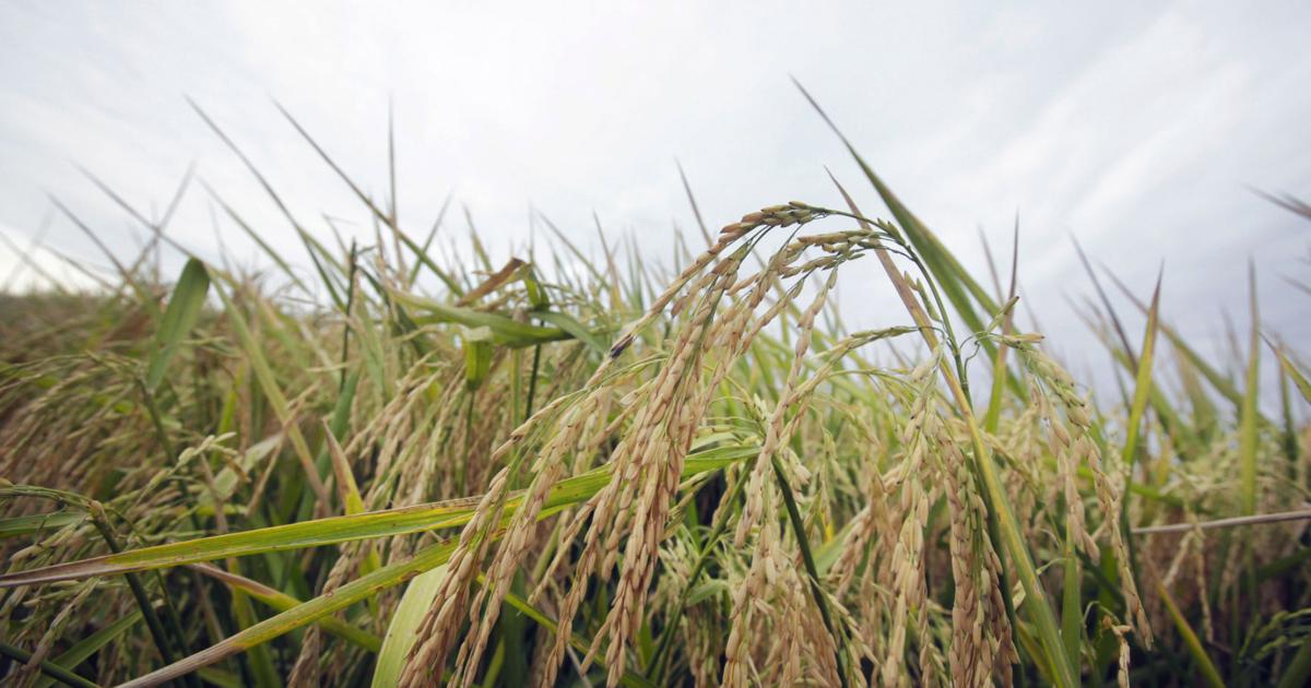 FDA targets arsenic in baby rice cereal | News | phillytrib.com