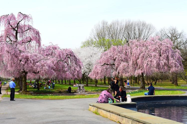 Cherry blossoms offer recovery and renewal for Philadelphia | Lifestyle ...