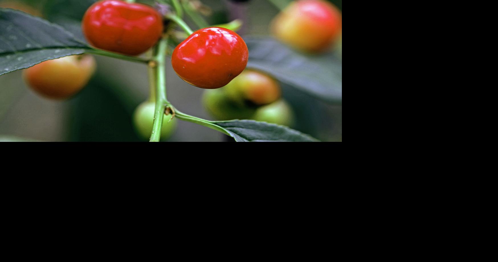 Can tart cherries help reduce inflammation and pain? Health