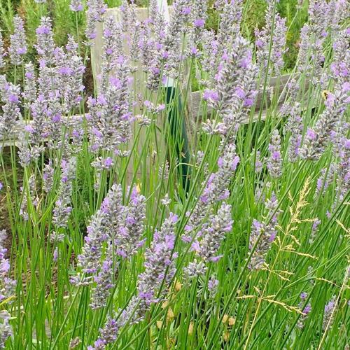 blauwe bosbes plant Blauwe Bes Bluecrop bestellen?