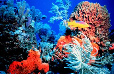 Did You Know Facts About Marine Animals The Learning Key