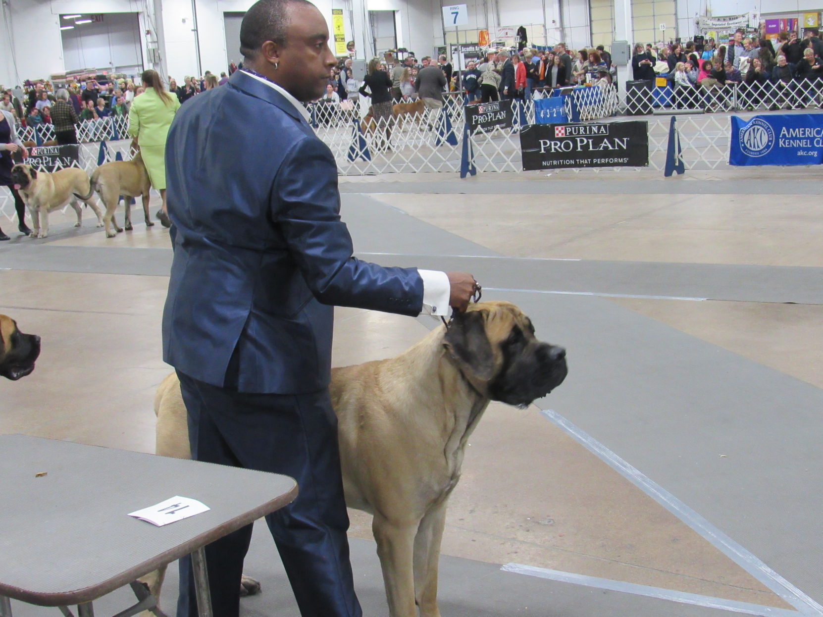 2017 national dog clearance show