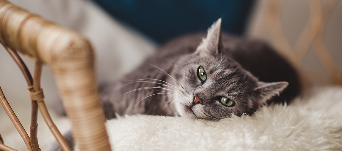 Tips To Be Fit Fleas And Summer Months Go Together Health