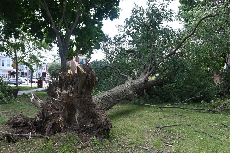 Hundreds of trees were uprooted in Philly area during storm. Many ...
