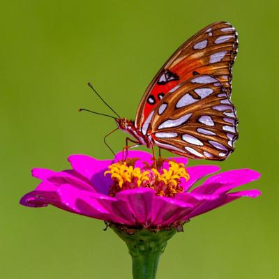 Did you know: Facts about butterflies