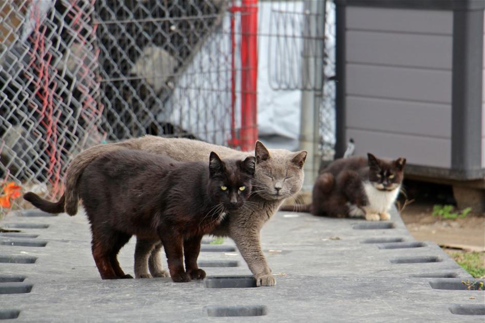 Cat Fight How To Manage Philadelphia S Exploding Feral Cat Population Local News Phillytrib Com