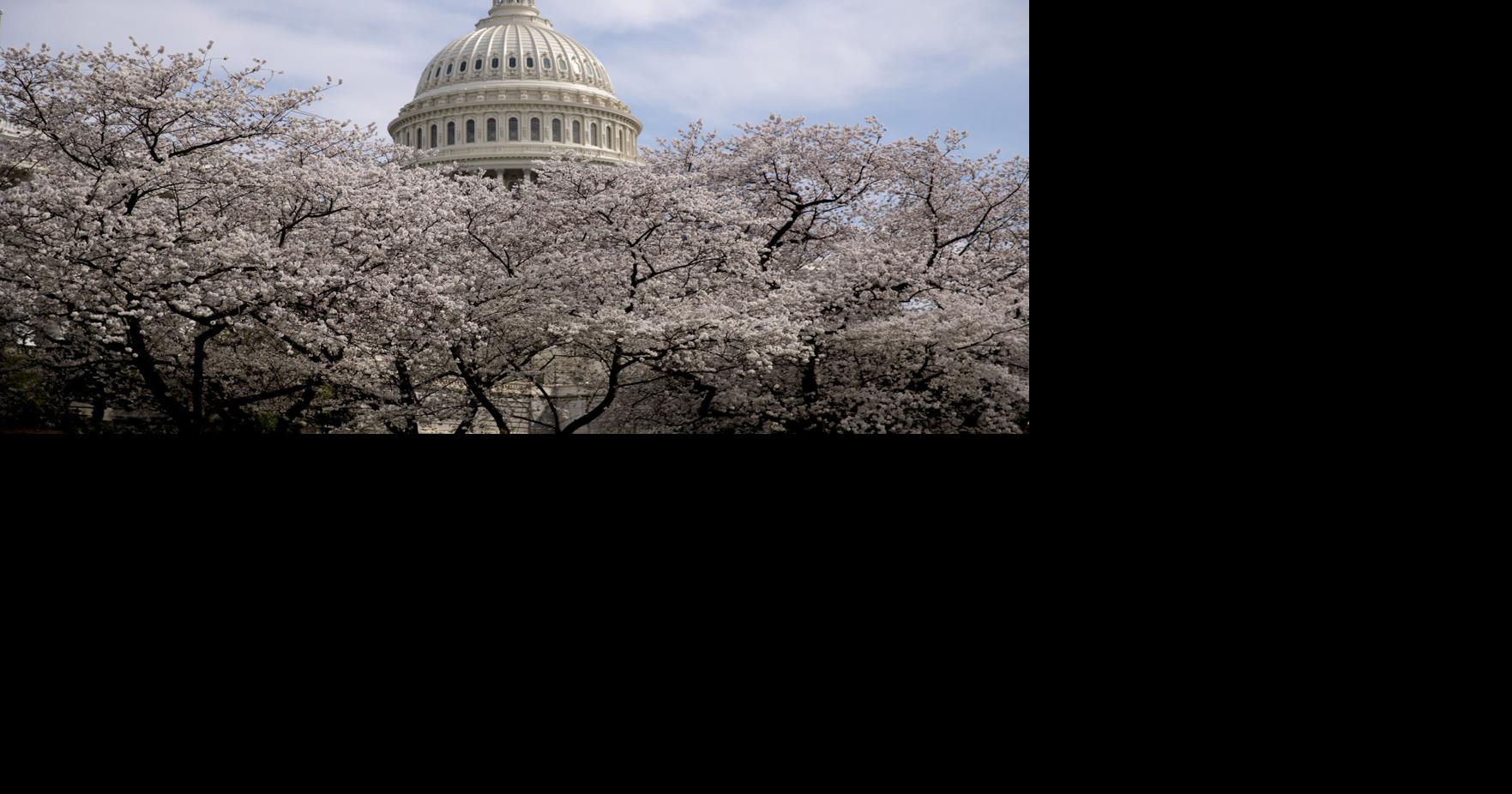 Washington Capitals announce first cherry blossoms jersey