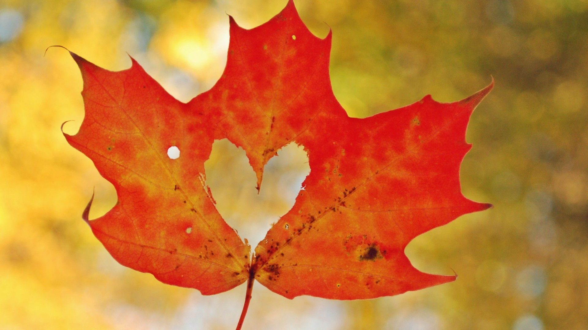 Did You Know? Facts about leaves | The Learning Key | phillytrib.com