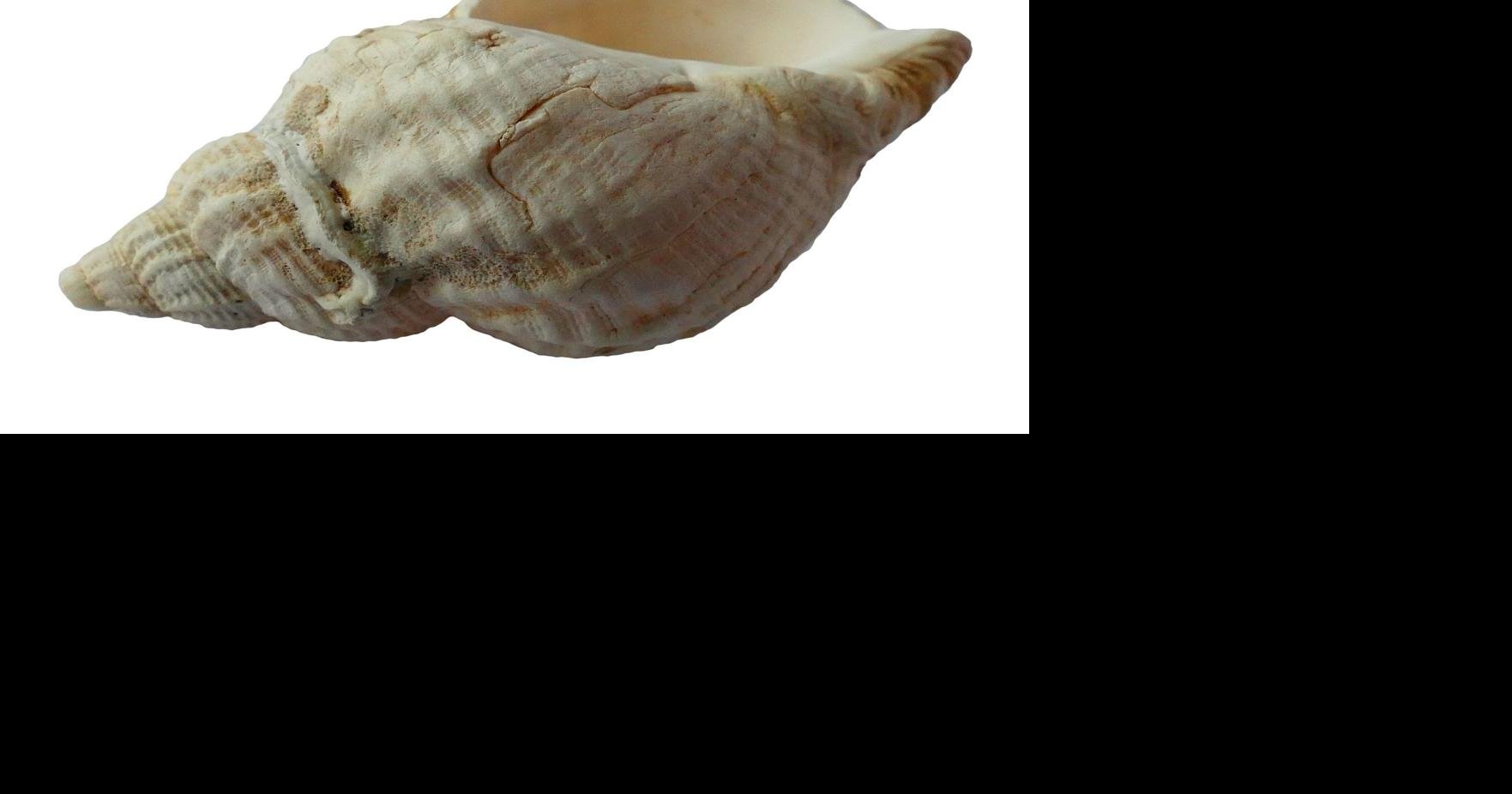 White Seashell Conch Portugal Planter