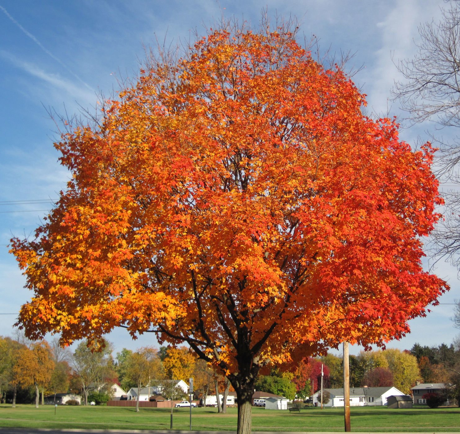 what is maple sugar        
        <figure class=