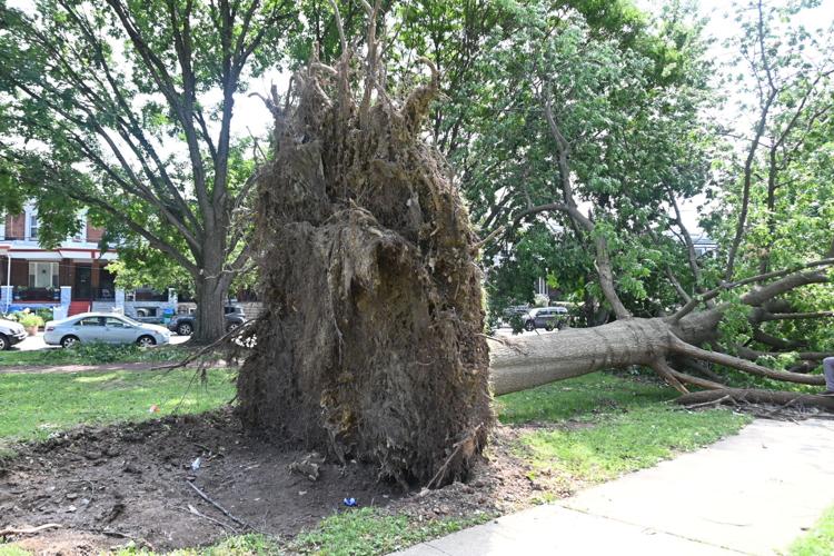 Hundreds of trees were uprooted in Philly area during storm. Many ...