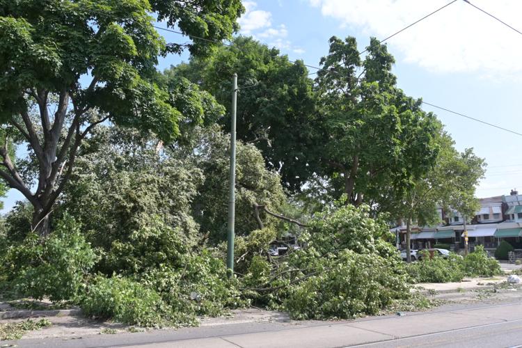 Hundreds of trees were uprooted in Philly area during storm. Many ...