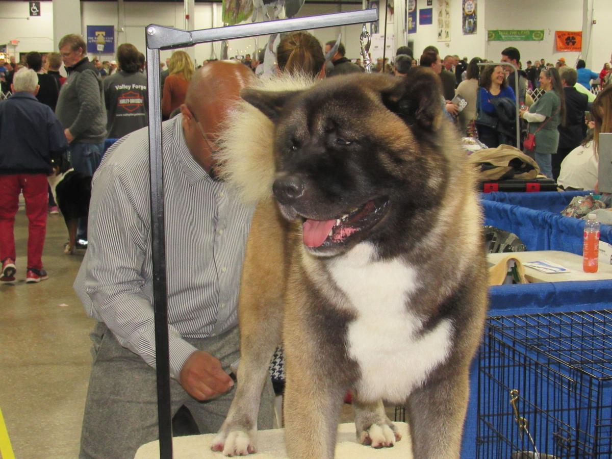 National Dog Show Philly National Dog Show Philly