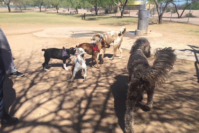 Phoenix store dog park