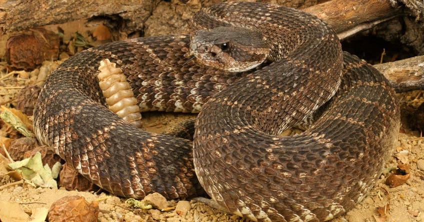Important rattlesnake facts you need to know | Guides | phoenix.org