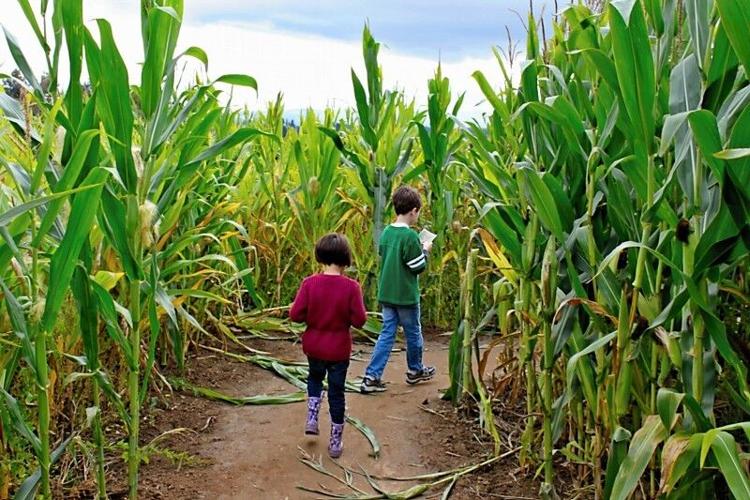 Top five corn mazes in Arizona Family Outings