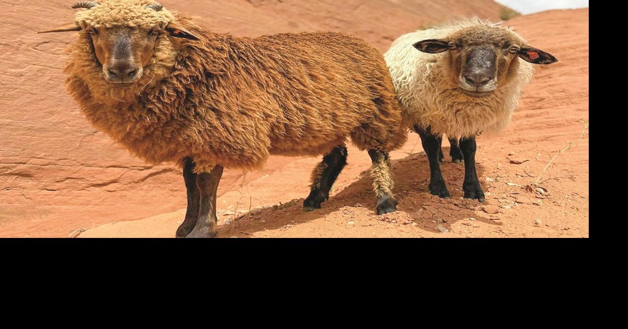 ‘Women of Wool’: Hidden in the Hills art tour highlights Indigenous traditions