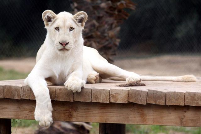 Wildlife World Zoo, Aquarium & Safari Park | Family Outings | phoenix.org