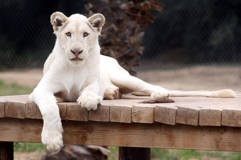 Wildlife World Zoo, Aquarium & Safari Park Family Outings