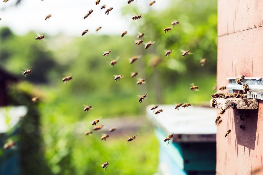 How to survive a bee attack 9 things you need to know Guides