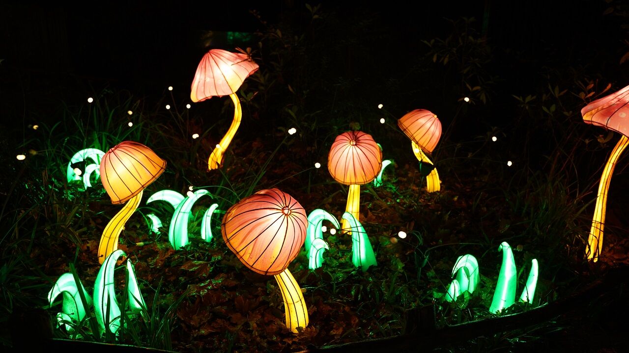 Holiday Experience: Tianyu Lights Festival debuts in West Valley