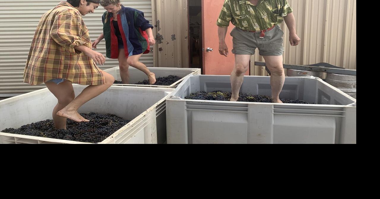 Different Vines: How four winemakers crafted their wine journeys ...