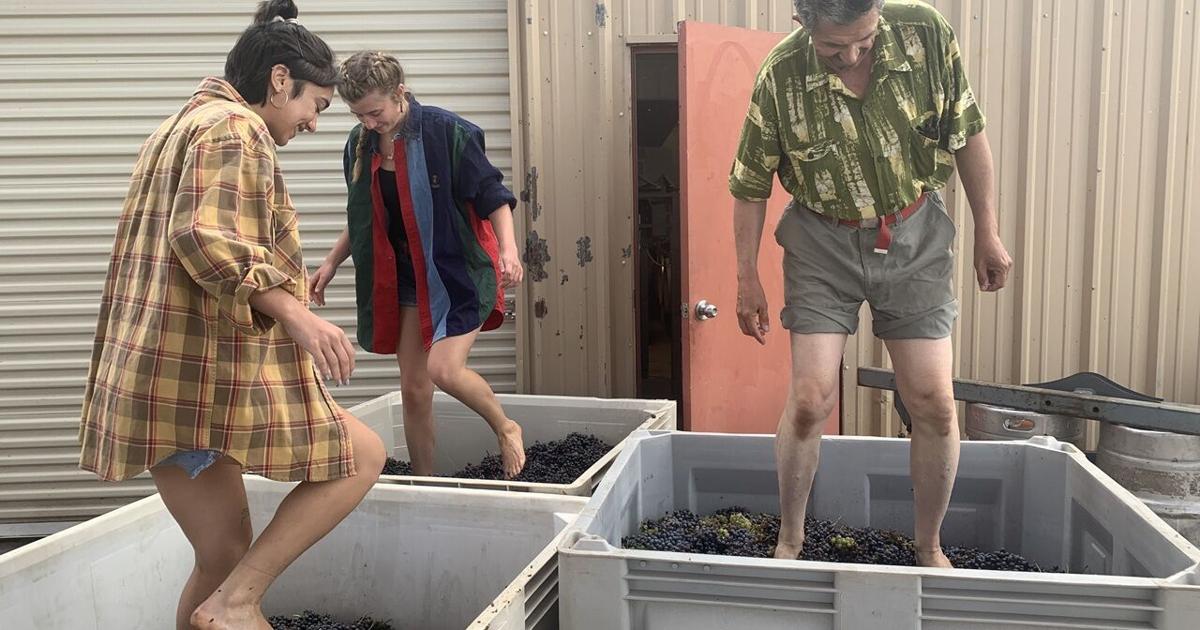 Different Vines: How four winemakers crafted their wine journeys ...